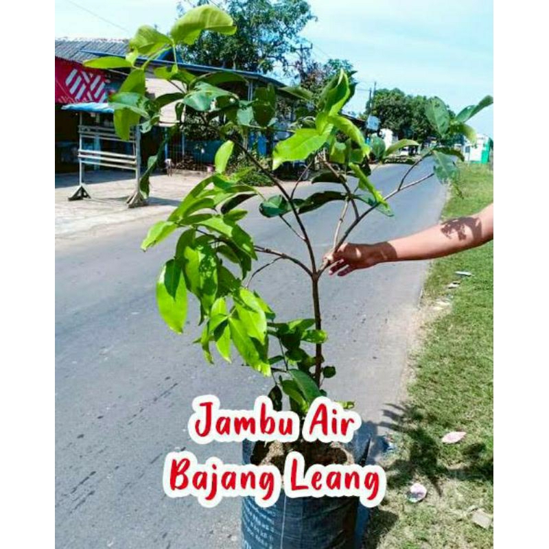 Bibit Tanaman Jambu Air Bajangleang Tinggi 1 Meter Up Batang Besar Dan Rimbun Cepat Berbuah