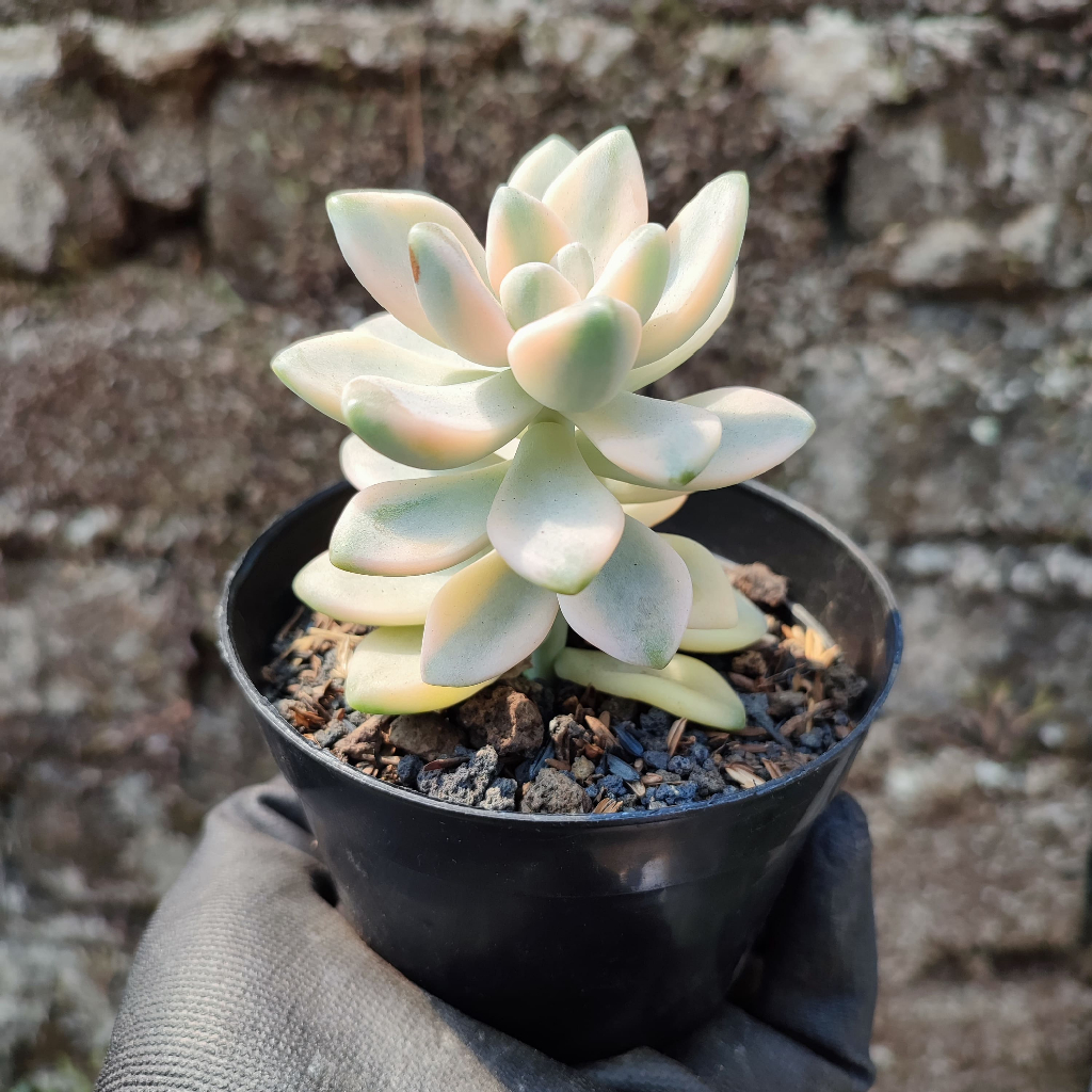 Grapto Tituban Variegated | DP 10 Cm | Sukulen