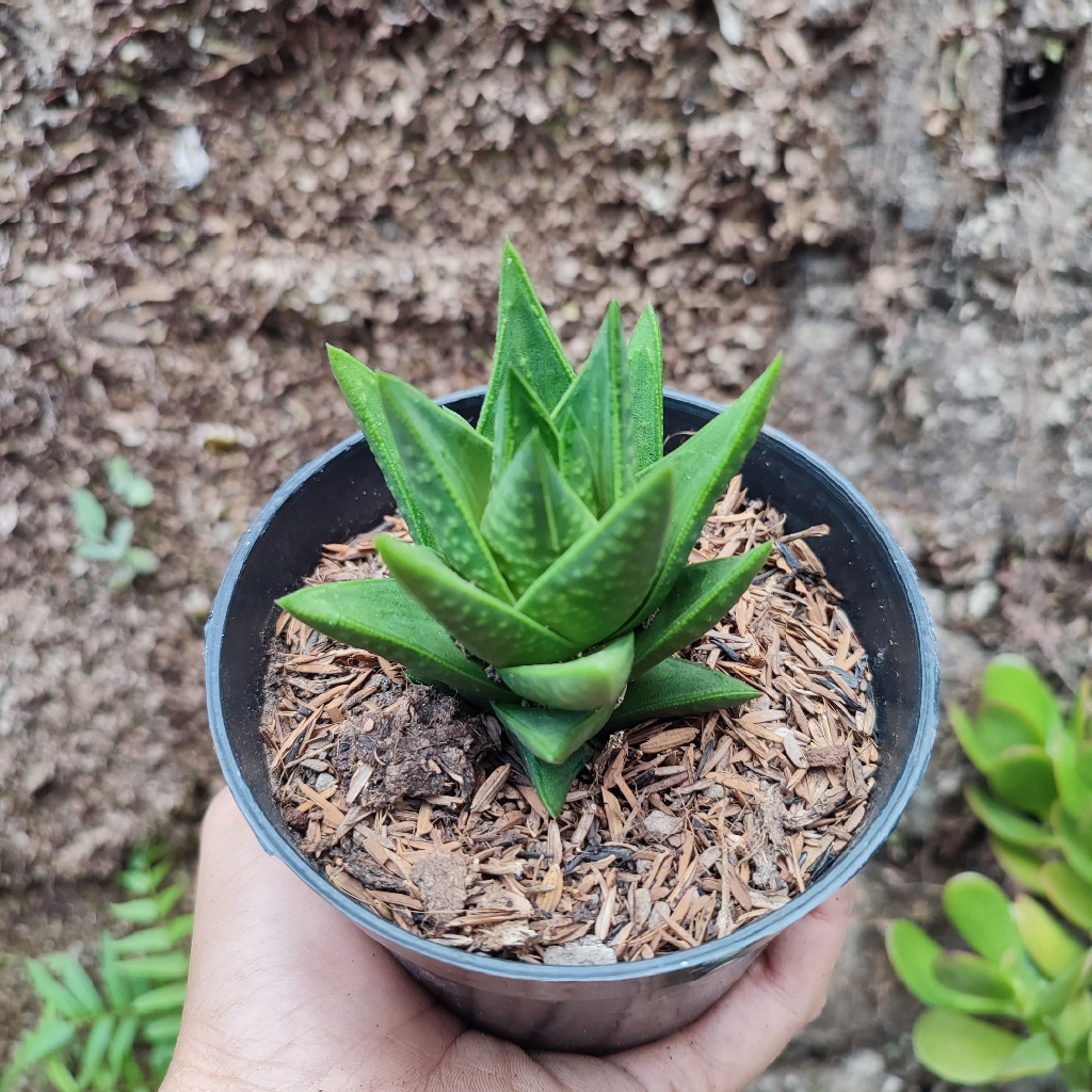 Haworthia Astroloba | DP 10 Cm | Haworthia