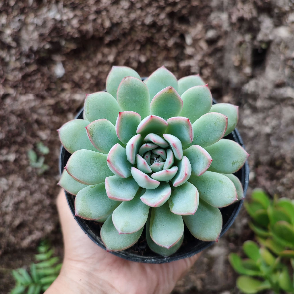 Echeveria 1 | DP 10 Cm | Sukulen