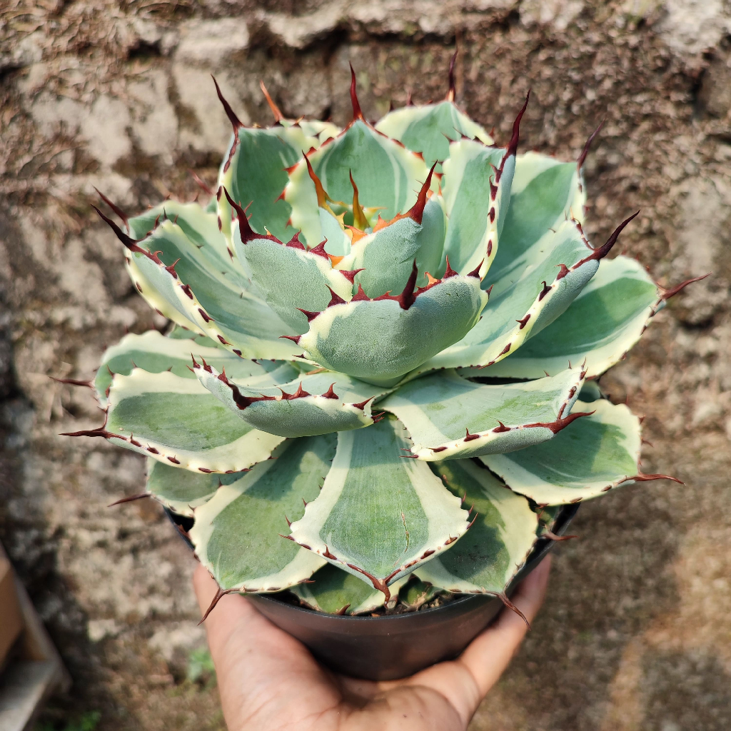 Agave Potatorum | DP 20 Cm | Agave