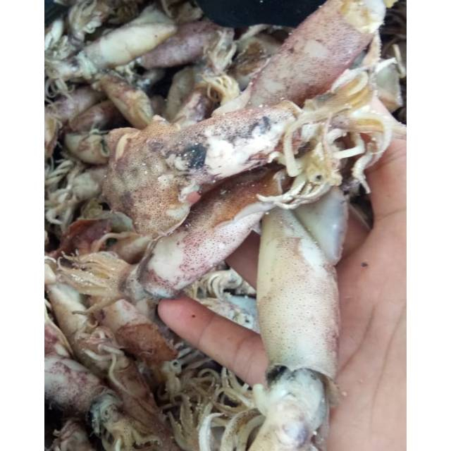 

BABY CUMI CUMI KERING ASIN 1 KG 4-6cm FRESH