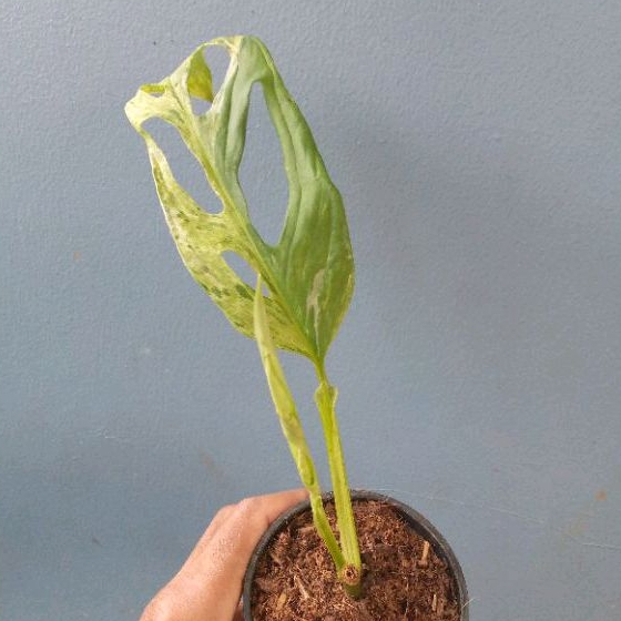 janbol varigata lokal