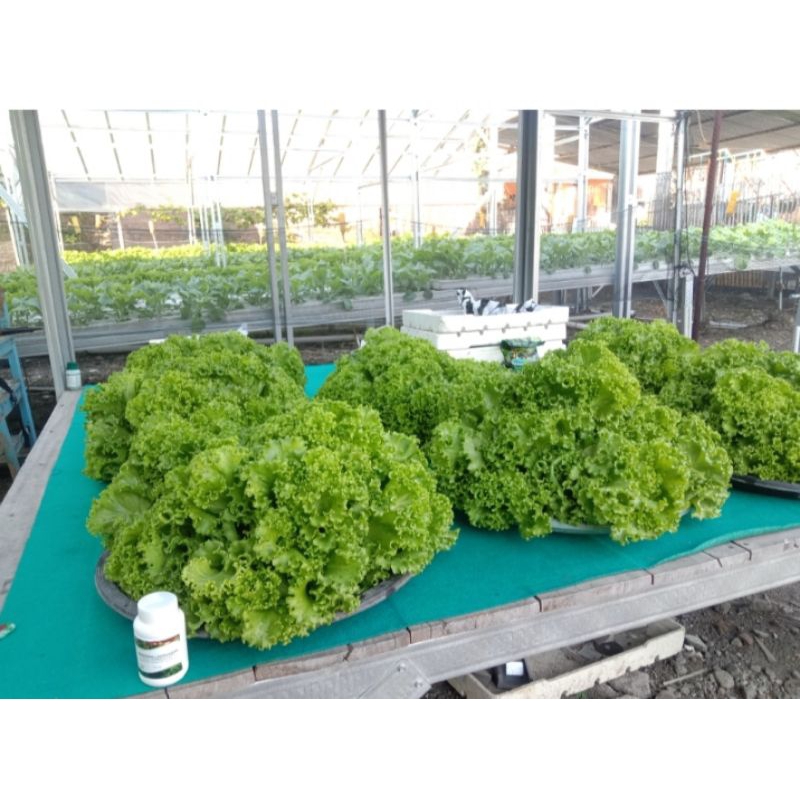 

selada hijau hidroponik 300gr