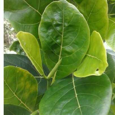 

Daun nangka memiliki banyak manfaat kesESehatan