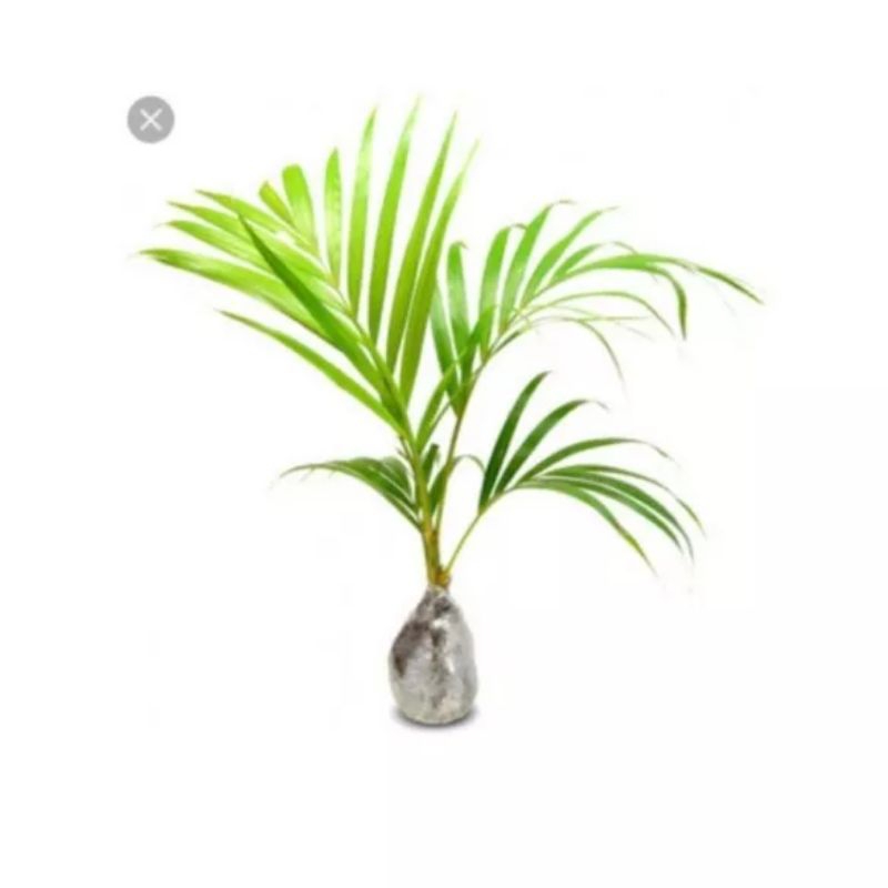 Tanaman hias palem kuning / tanaman palem kuning / palem kuning murah