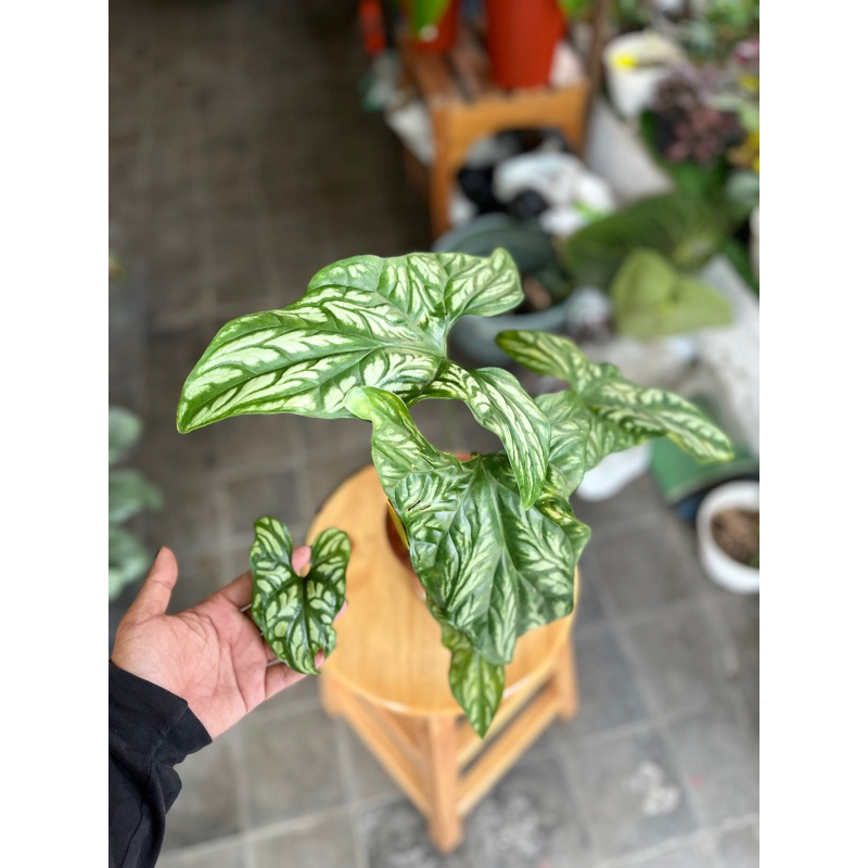 Caladium/Keladi Tattoo