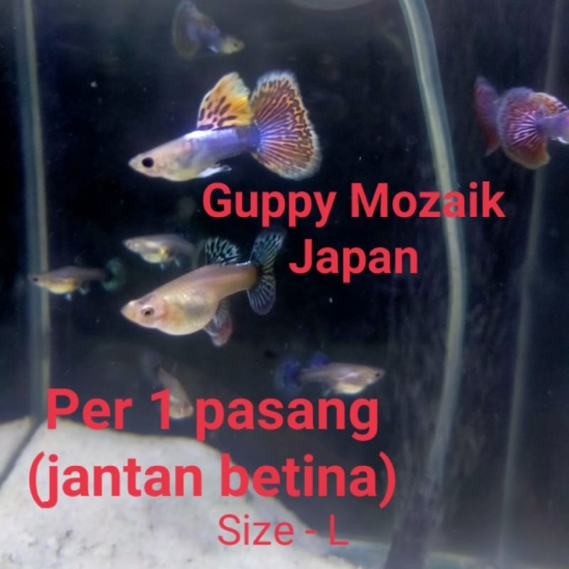 gapi / Guppy Japan mozaik blue red, per 1 pasang, jantan dan betina, ikan hias air tawar aquarium aq