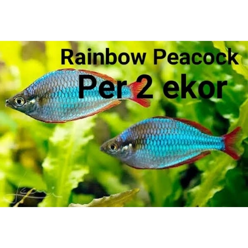 Rainbow peacock, per 2 ekor ikan hias air tawar aquarium aquascape