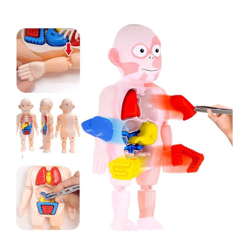 Mainan Edukasi Anak Human Body Model Mainan Peraga Organ Tubuh Manusia