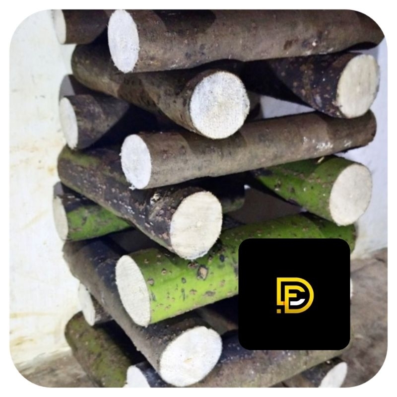 

Kayu lemo batang kayu kilemo per 3 batang