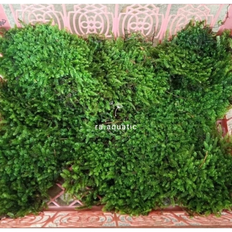 moss Gorontalo/ MOS darat paludarium