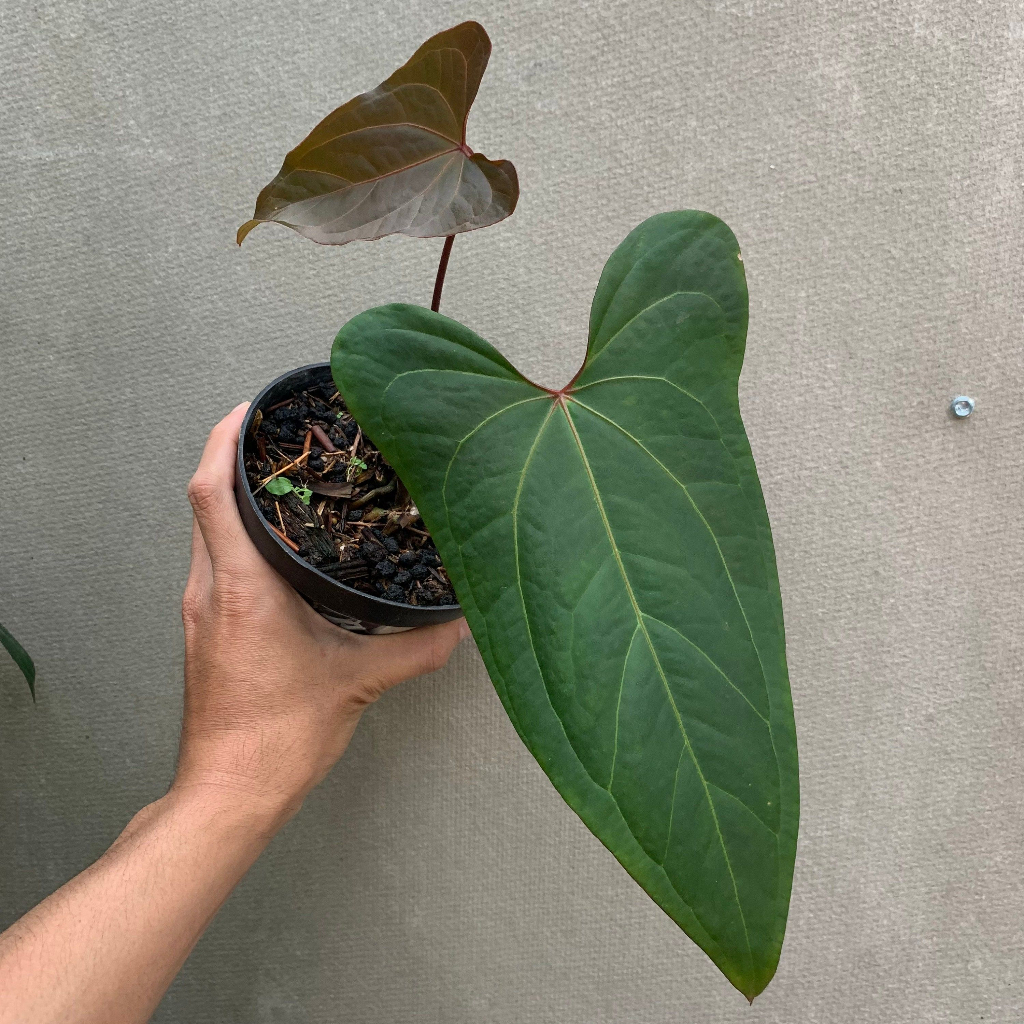 anthurium papilaminum red stem