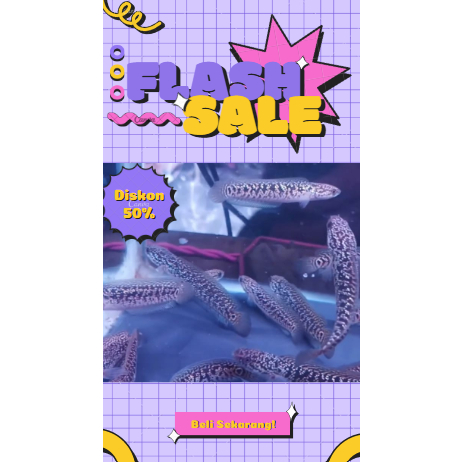 Asiatica RSP Kalimaya Grade A Full Dot 10-12 CM Premium