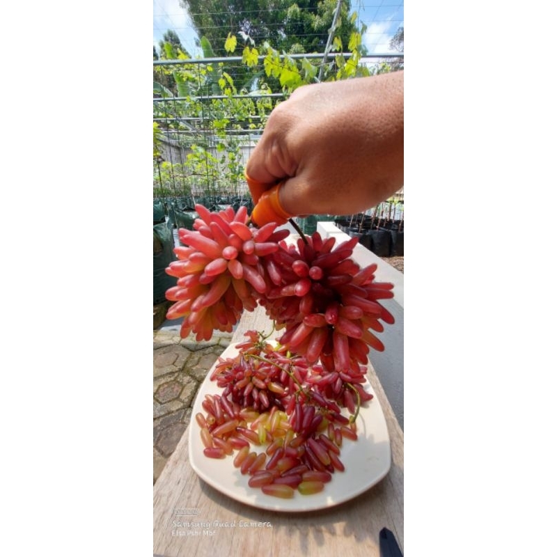 BIBIT ANGGUR IMPORT HALLOWEN valid