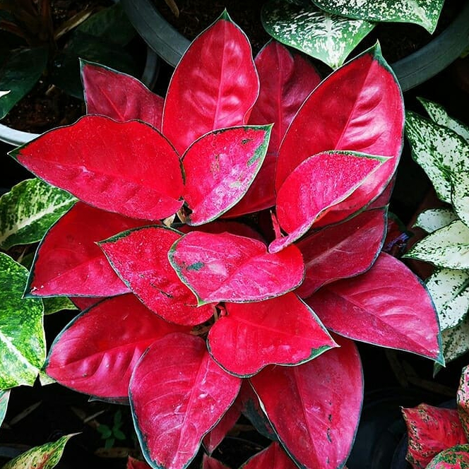 Aglaonema Merah Suksom / Aglo Red Anjamani / Dud Anjamany Merah / Snow White / Red Siam / Tanaman Hi
