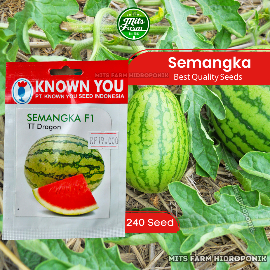 Benih Semangka Merah TT Dragon - Known You Seed