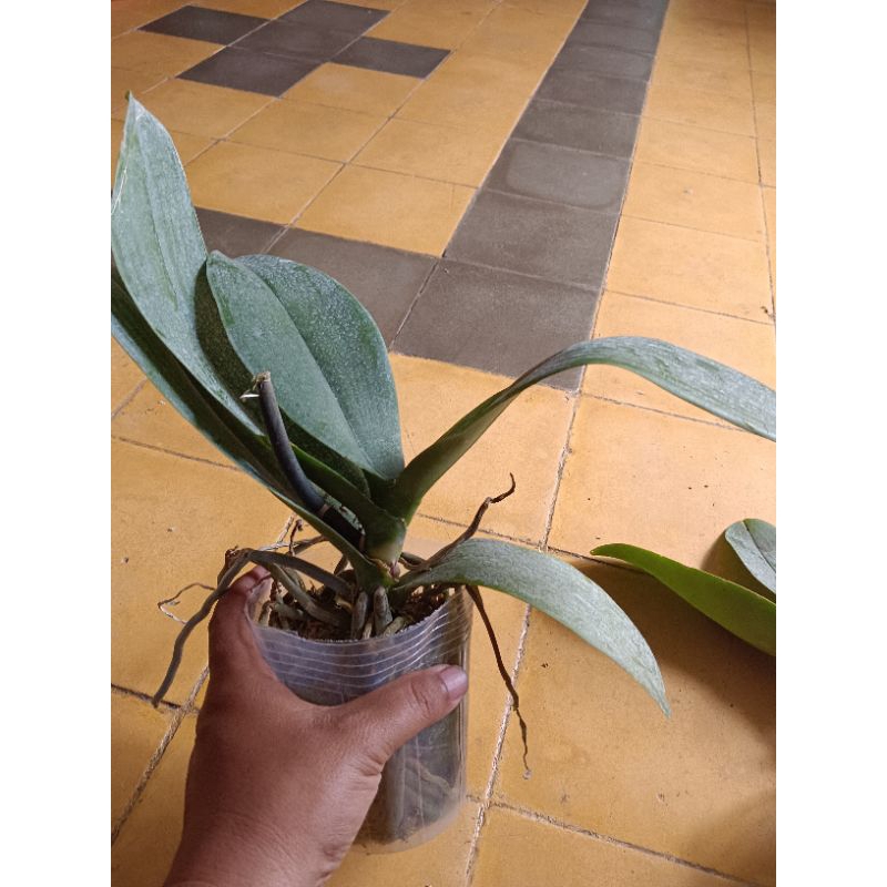 anggrek bulan afkiran