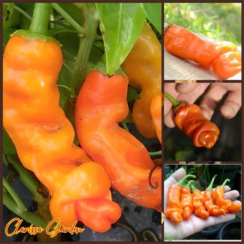5 PCS BIJI/BENIH CABE PORNO/PETER PEPPER ORANGE
