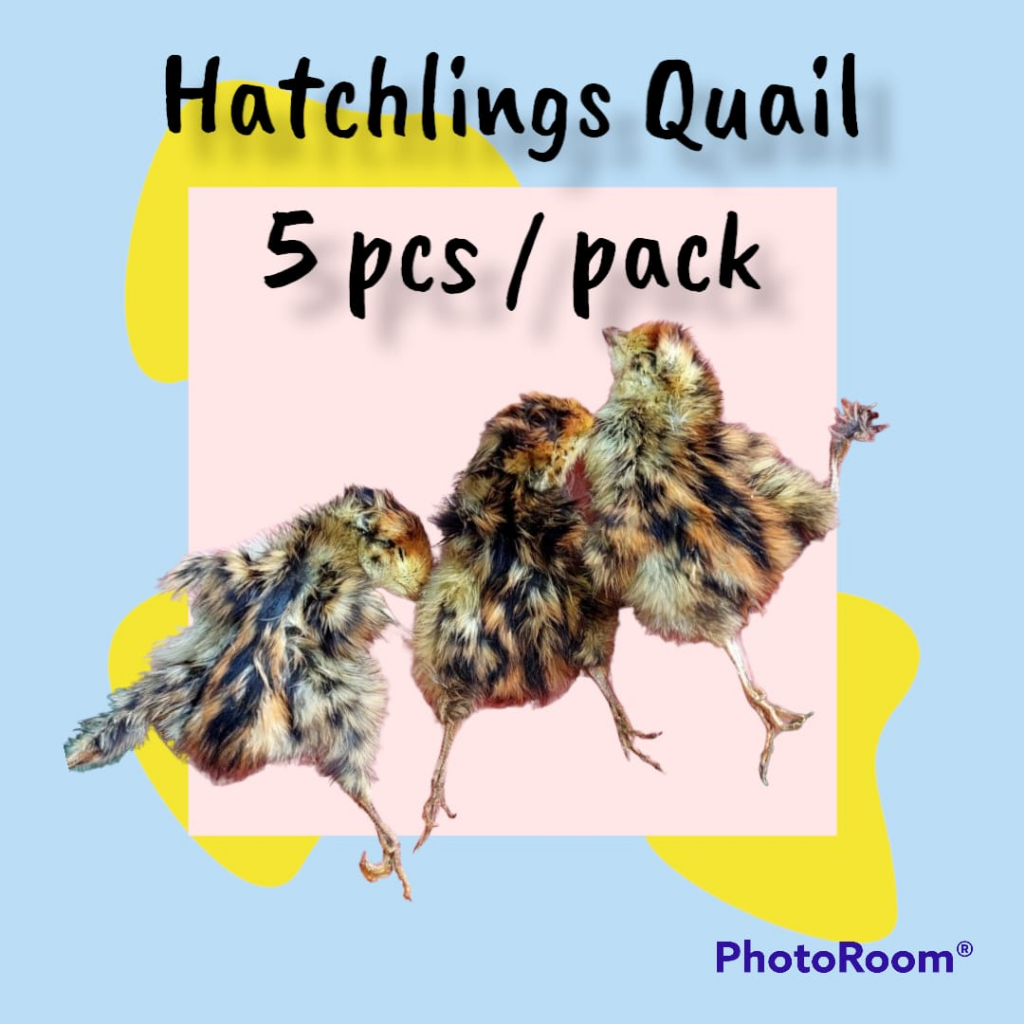 Hatchlings Baby Quail Jerky / Dog Snack Food Treats Burung Puyuh Cemilan Anjing Kucing