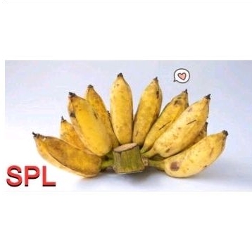 

pisang kepok yelou uning