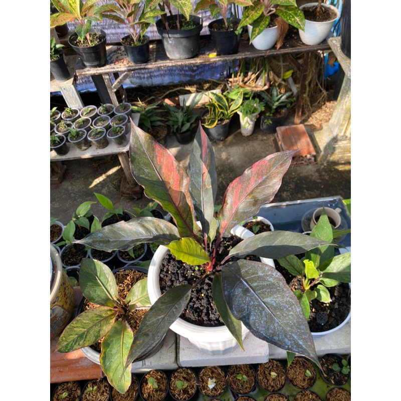 Anthurium Hokeri Varigata Merah Darah