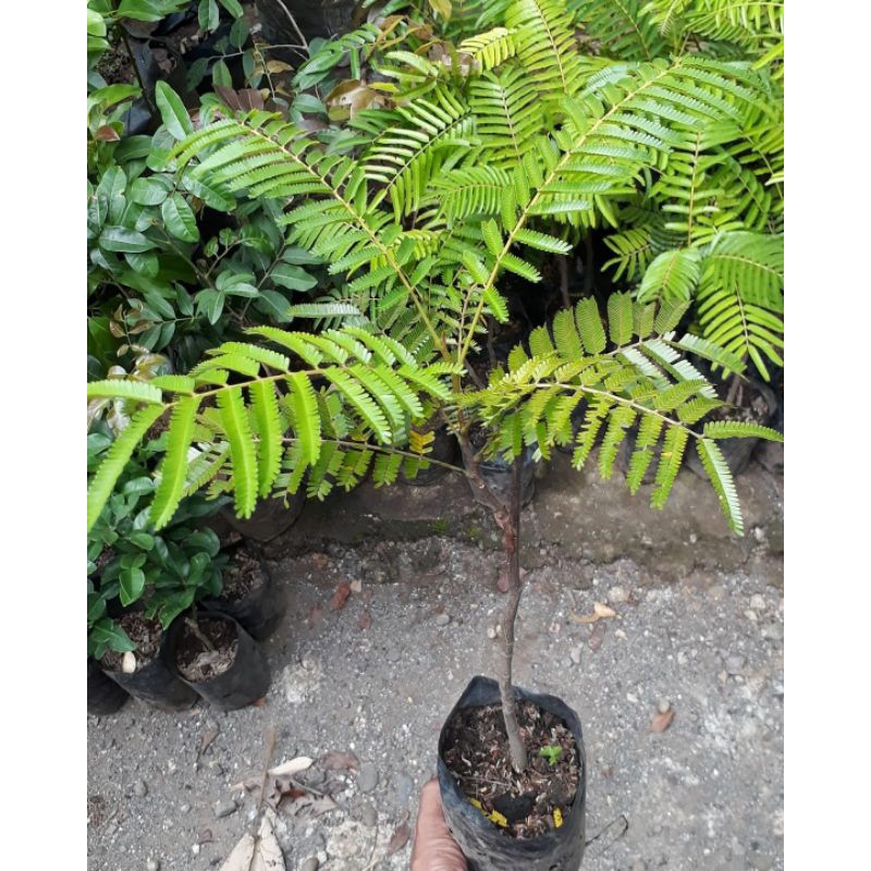 bibit unggul bibit pete/petai