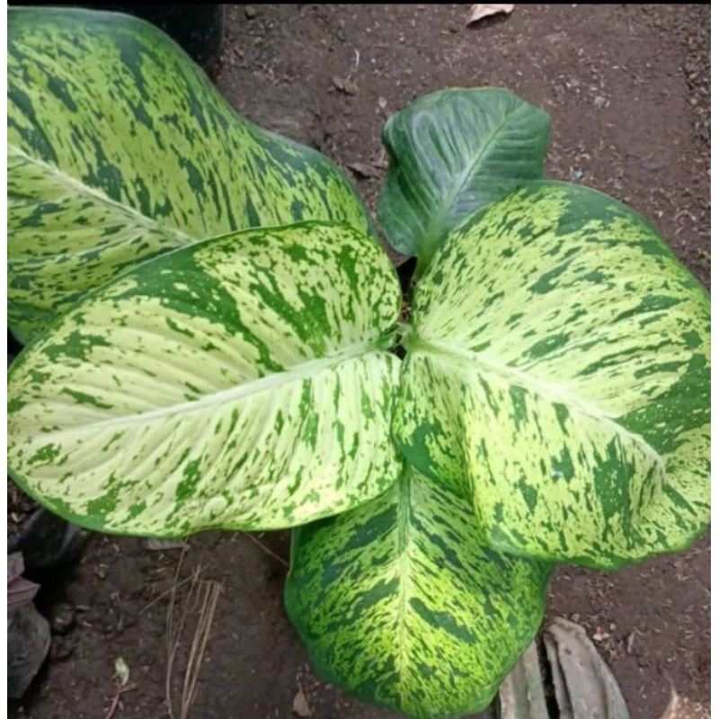 Tanaman Hias Aglonema Anggun ayu / Diven Anggun Ayu