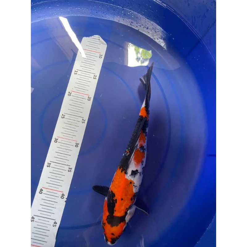 ikan koi Showa size 33cm real pict