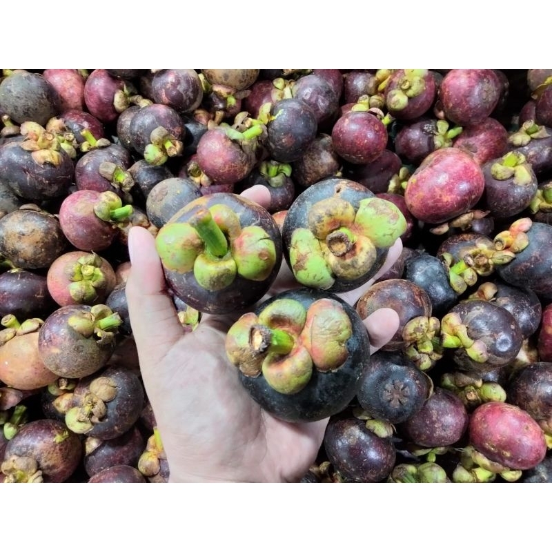 

Buah manggis fresh 1kg / Buah manggis manis segar