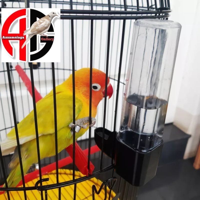 CEPUK WADAH PAKAN MINUM BURUNG DISPENSER  BURUNG PANJANG 12,5 CM