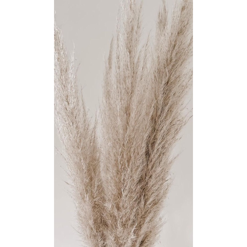 GROSIR Pampas Bulu Jumbo Hiasan Wedding Rustic DriedFlower Palem rayung palem kering Palm decor Daun