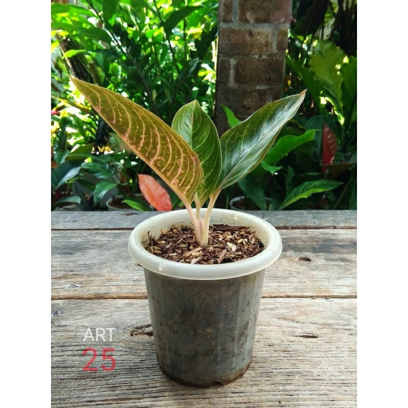 Aglaonema Krisna Golden Aglonema Kresna Real Picture