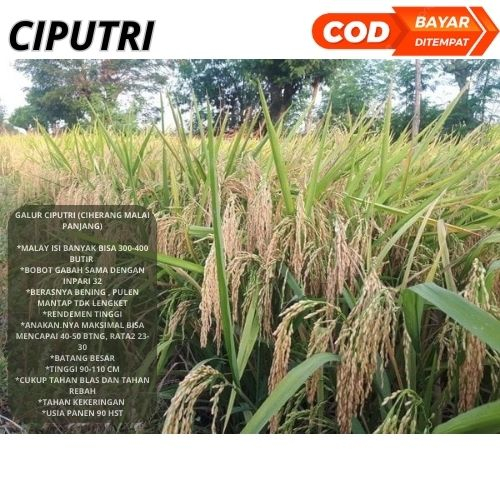 Benih Padi Unggul Ciputri / Bibit Padi Ciputri Kemasan 5kg