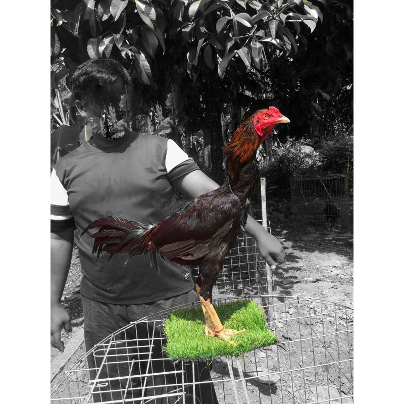 Pakhoy redbull x Plucker - Pakhoy brakot - Ayam Plucker - Ayam bangkok - Ayam shamo - Ayam ganoi - Ayam mangon - Ayam pama - Ayam Aseel