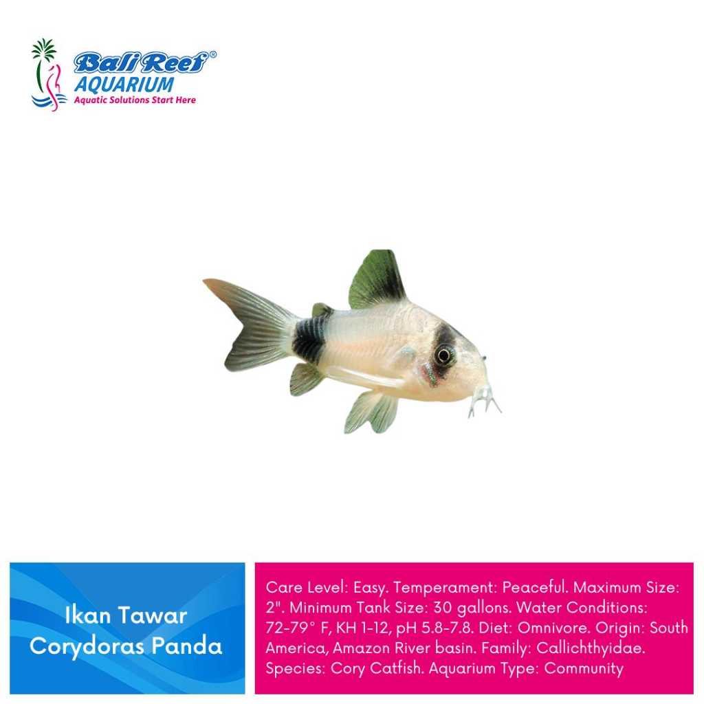 Ikan Hias Panda Cory Catfish Aquascape Corydoras Panda