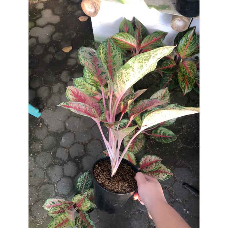 Aglaonema Sweet dream