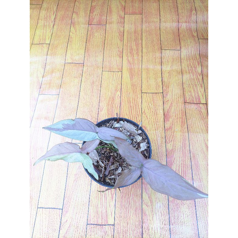 syngonium pink salmon