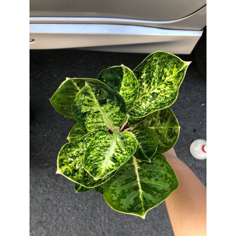 Aglaonema Green Papuma