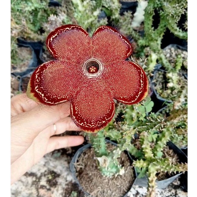 KAKTUS EDITCOLEA GRANDIS/ Sukulen / Tanaman kaktus / pot kaktus / kaktus ownroot / kaktus potelan / 