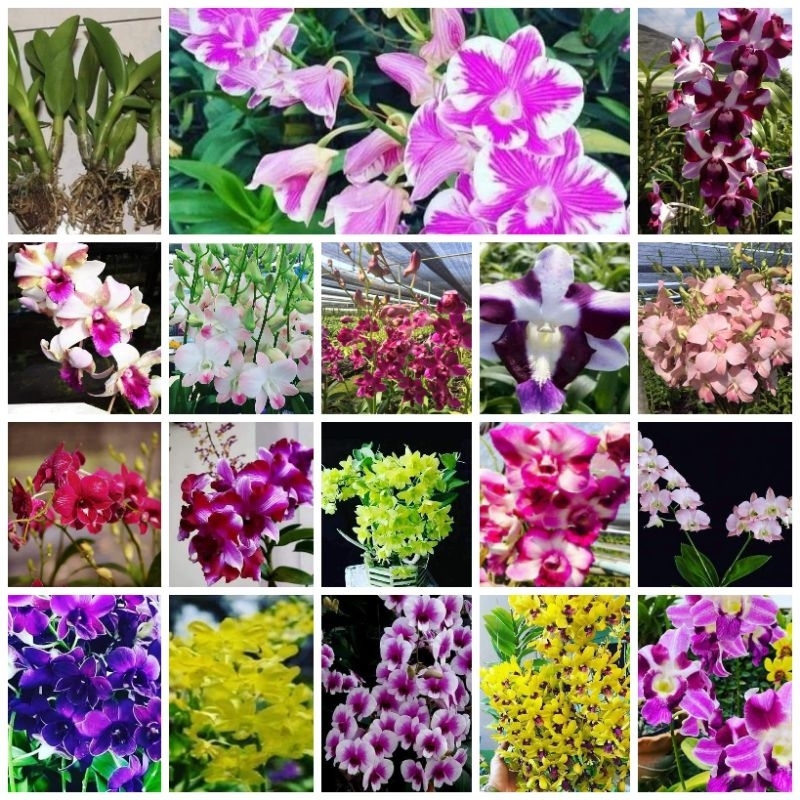 Anggrek Dendrobium Remaja Jumbo Murah clone import Bangkok Original Plant