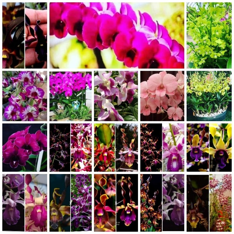PROMO Anggrek Dendrobium Remaja Jumbo Siap bunga sdh tutup daun Murah clone import Bangkok Original Plant