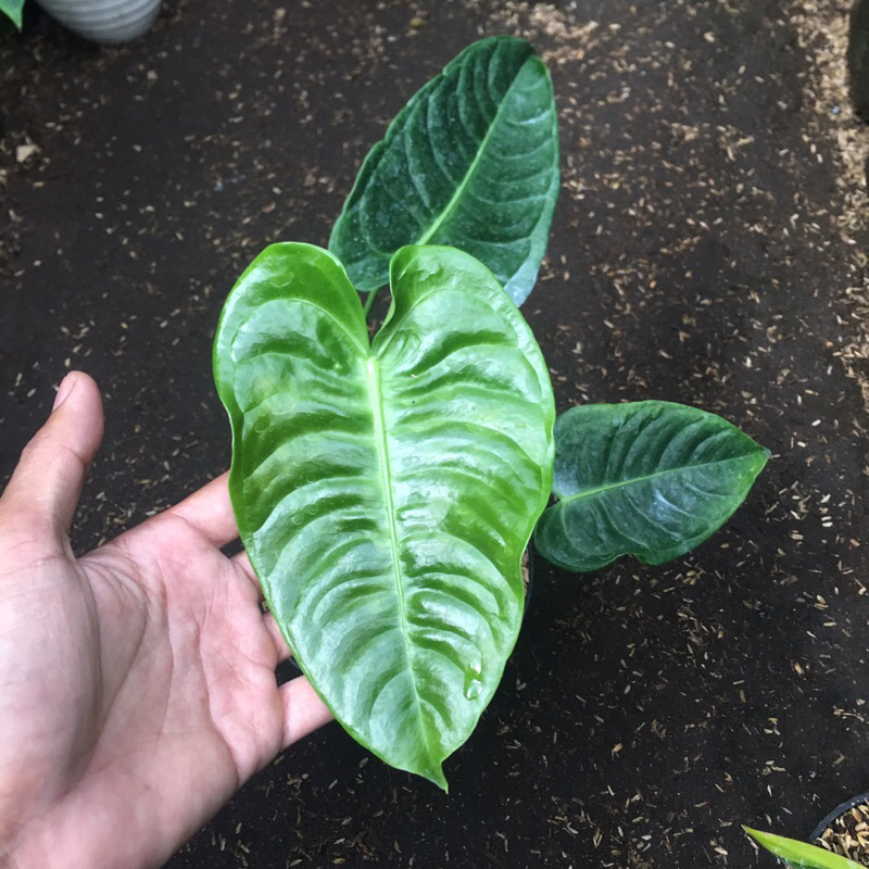 anthurium veitchii king