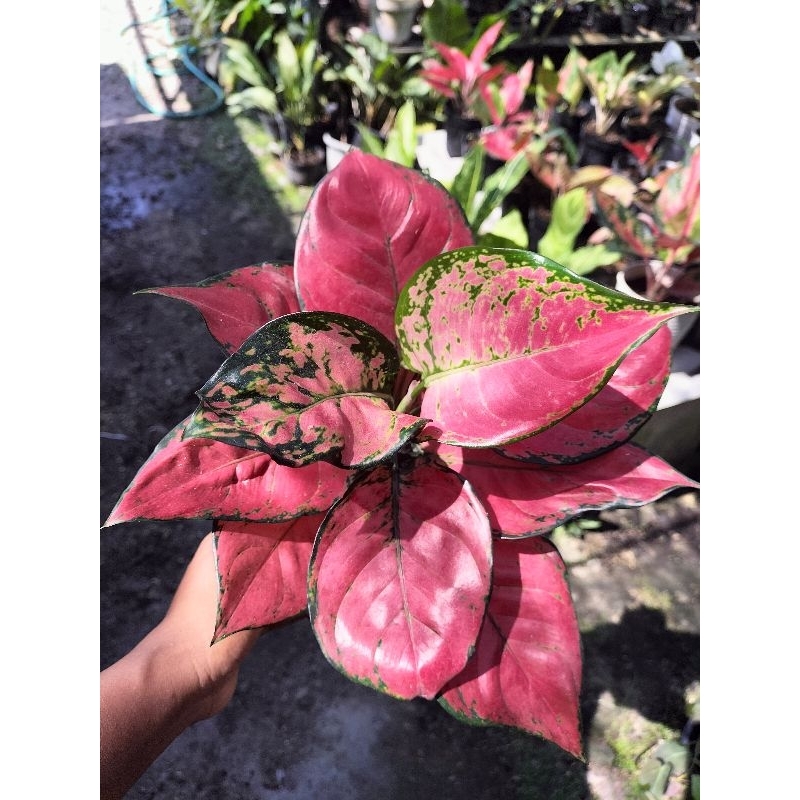 Aglonema Red Anjamani Jumbo