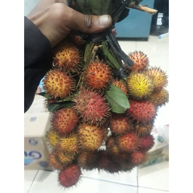 

BUAH RAMBUTAN MERAH ACE LEBAK 1 IKAT/1 BUNDEL