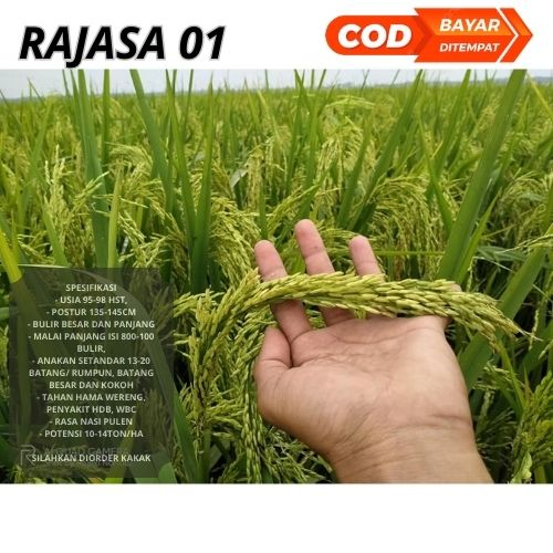 Benih Bibit Padi Rajasa 01 1kg Uunggul