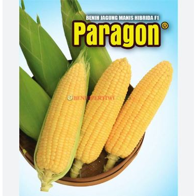 BENIH Bibit Jagung Manis Paragon 1.750 ButiR -Biji Produk Pertiwi