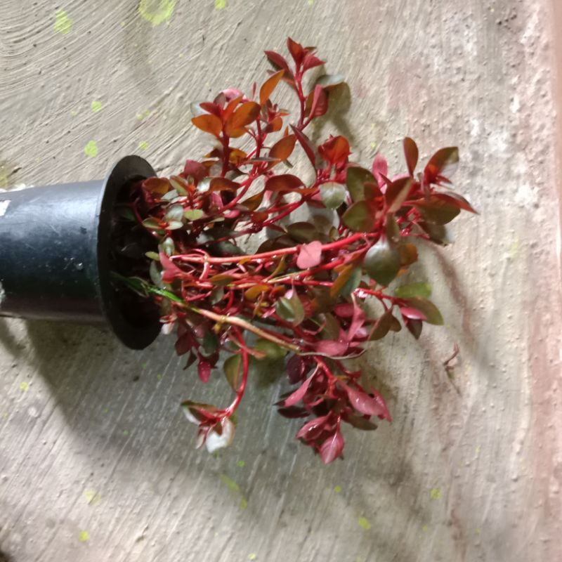 Ludwigia sp red mini