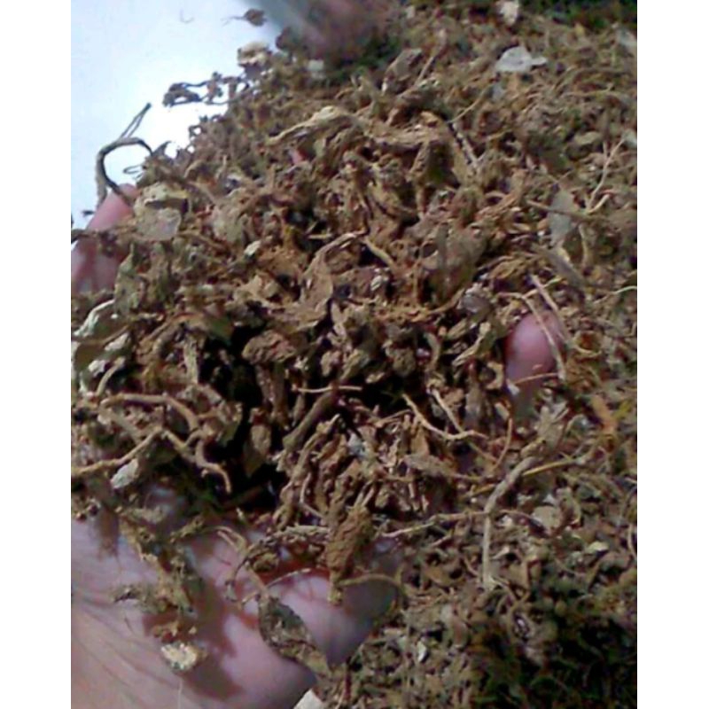 

kunci pepet //lempuyang kering 100gr