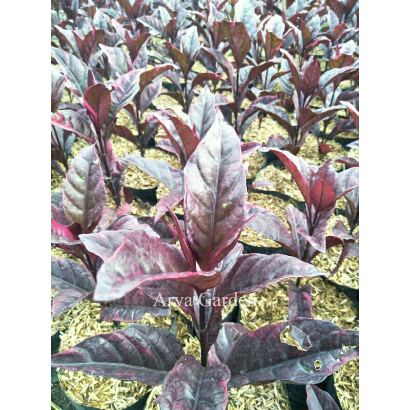 Tanaman Bunga Melati Merah